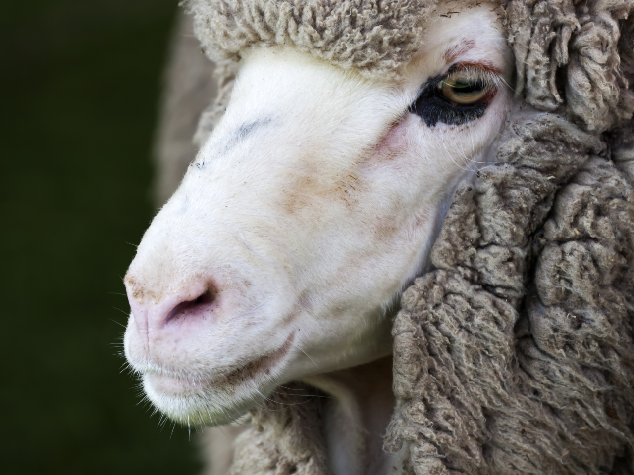 Cattle And Sheep Saleyard Reports Agora Livestock