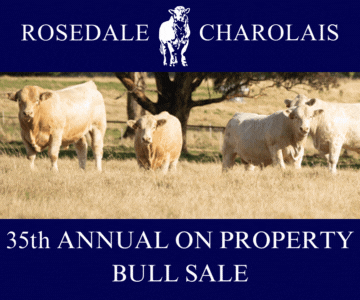 Rosedale Bull Sale 2024