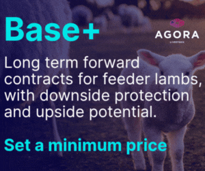 Base+ Feeder Lamb Cotnracts