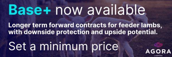 Base+ Feeder Lamb Contracts