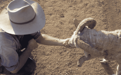 WA Sheep Flock Outlook: Structural Change & Industry Opportunity