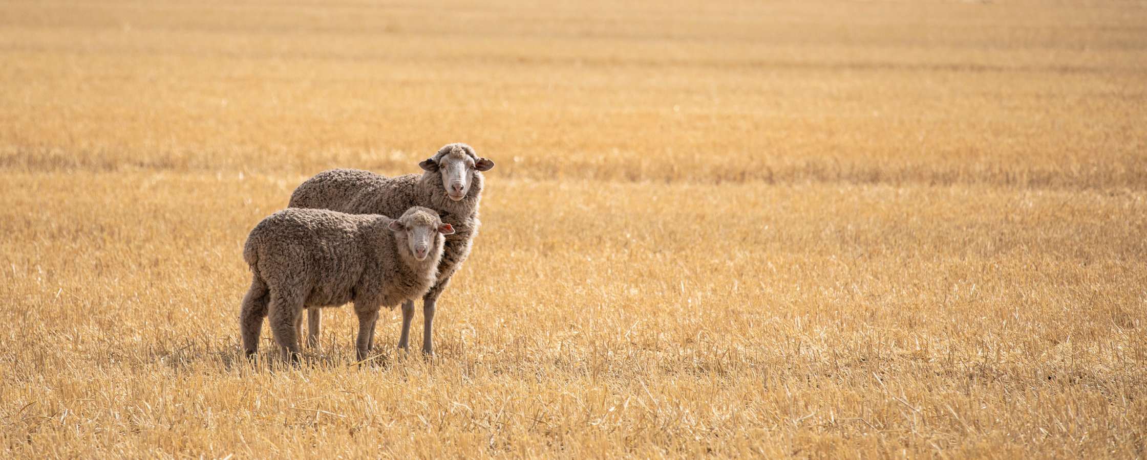 Seasonal Trends Point to Reduced WA Sheep & Lamb Supply This Autumn