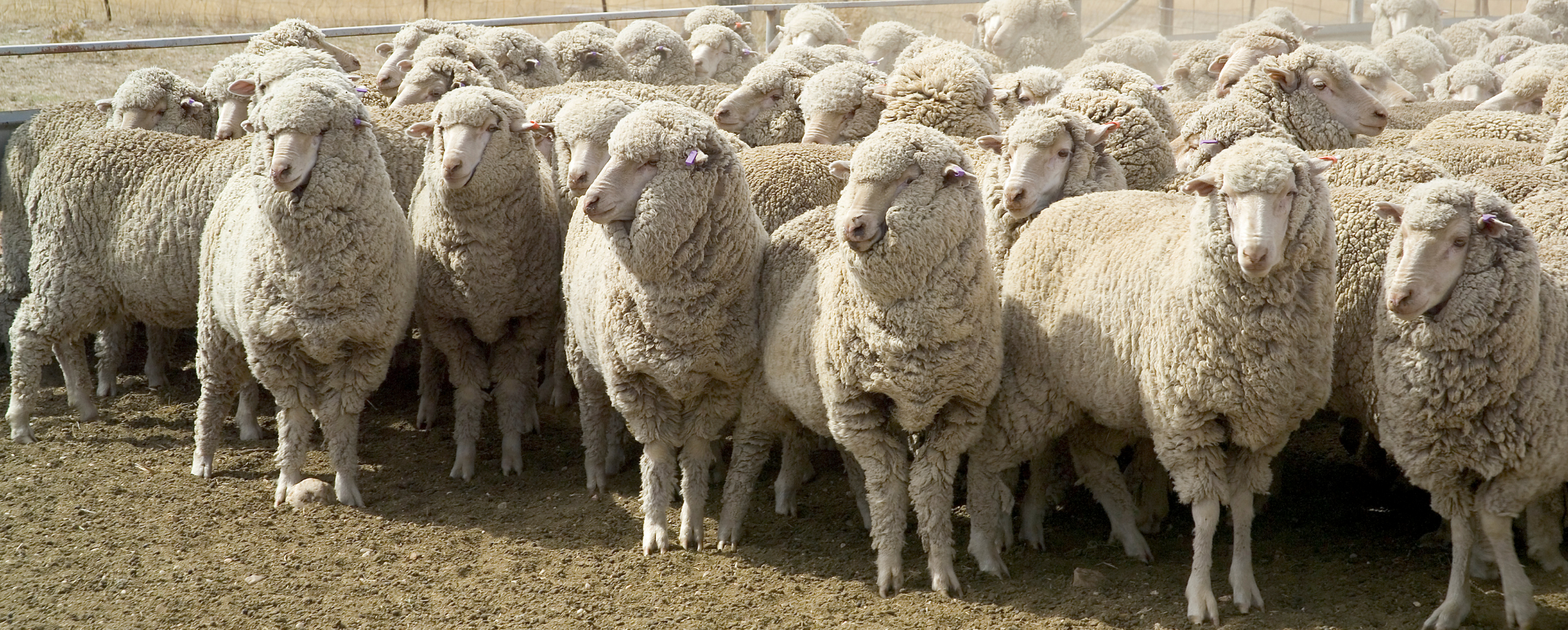Merino Ewe Breeding Base Reset Now Reshaping WA Lamb Supply Dynamics