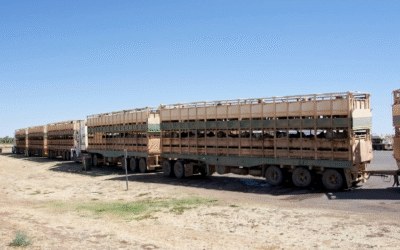 WA Processing Cow Prices: At What Point Does a Discount Become Structural?