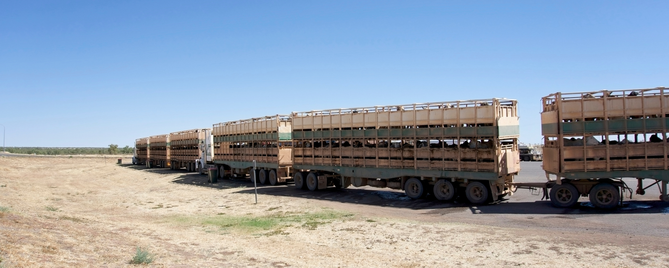 WA Processing Cow Prices_ At What Point Does a Discount Become Structural