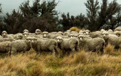 Rain in the East, Tension in the Middle East: Two Forces Shaping Lamb Markets