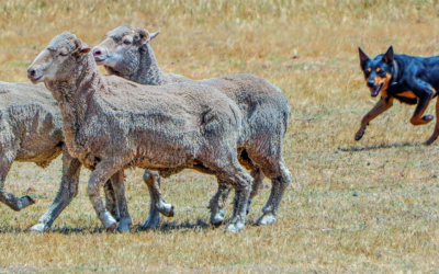 WA Split Signals Intensify: Restocker Demand Lifts WA Closer to National Pricing