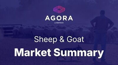 Sheep Market Summary – 13 April 2026