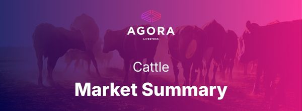 Australian cattle market update