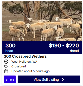 Sheep Listings 0415