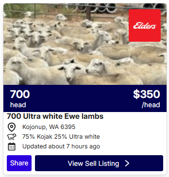 Sheep Listings 04172