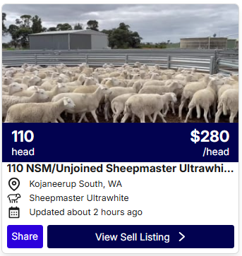 Sheep Listings 0423 2