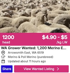 Wanted - Merino ewe lambs