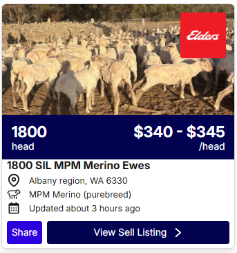 Sheep Listings 0526 1