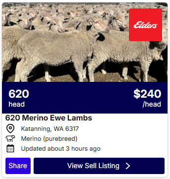 Sheep Listings 0526 2