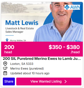 Sheep Listings 0702