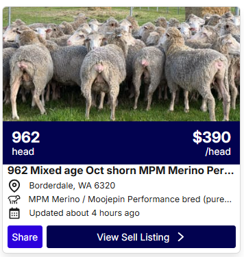 Sheep Listings 0703