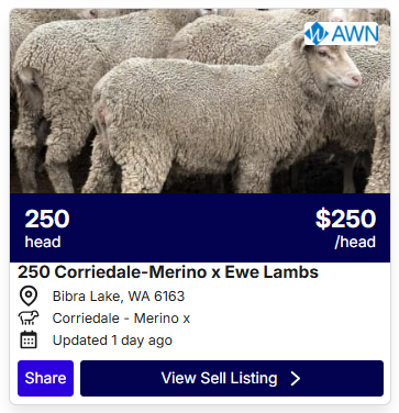 Sheep POA 0708 1