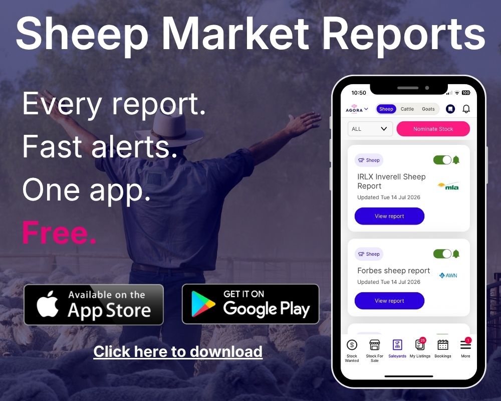 Sheep Saleyard pop-up