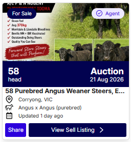 Cattle Auction 0819