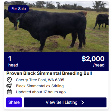 Cattle Sale 0827 1