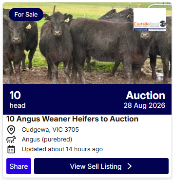 Cattle Sale 0827 2