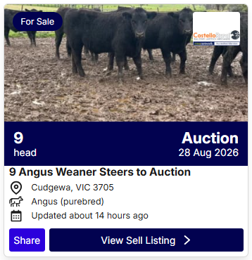 Cattle Sale 0827 3