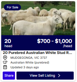 Sheep 0828 1