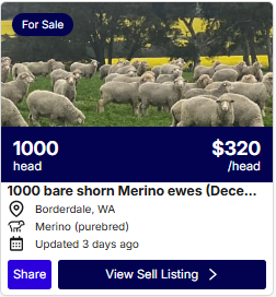 Sheep 0828 2