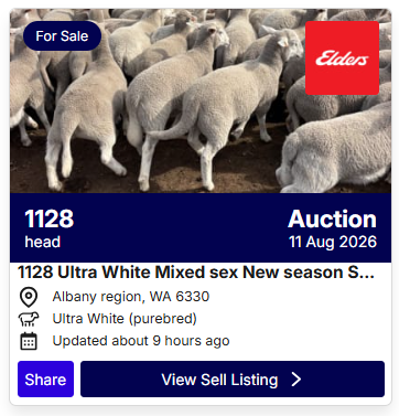 Sheep Auction 0810 1