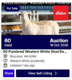 Sheep Auction 0826 1
