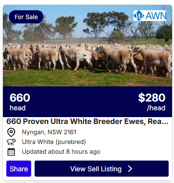 Sheep Listings 0806 1