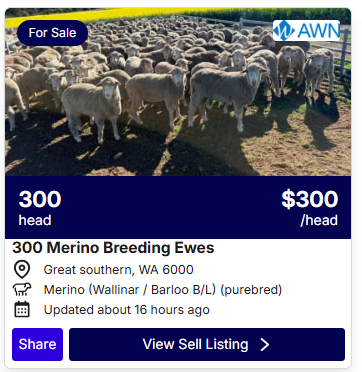 Sheep Sale 0827 1