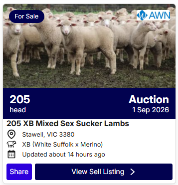 Sheep Sale 0827 2