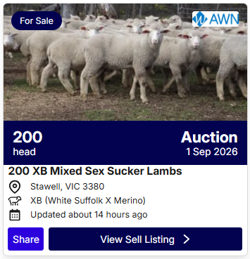 Sheep Sale 0827 3