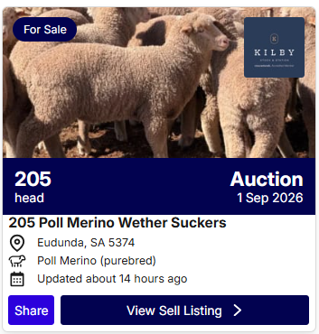 Sheep Sale 0827 4