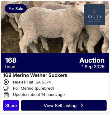 Sheep Sale 0827 5