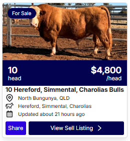 Cattle Sale 0831 1