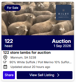 Sheep 0831 1