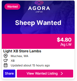 Sheep 0831 3