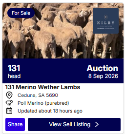 Sheep Auction 0907 1