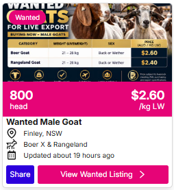 Sheep Wanted 0907 1