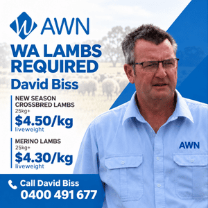 AWN Dave Biss ( WA Only ) requires New season XB & Merino feeder lambs