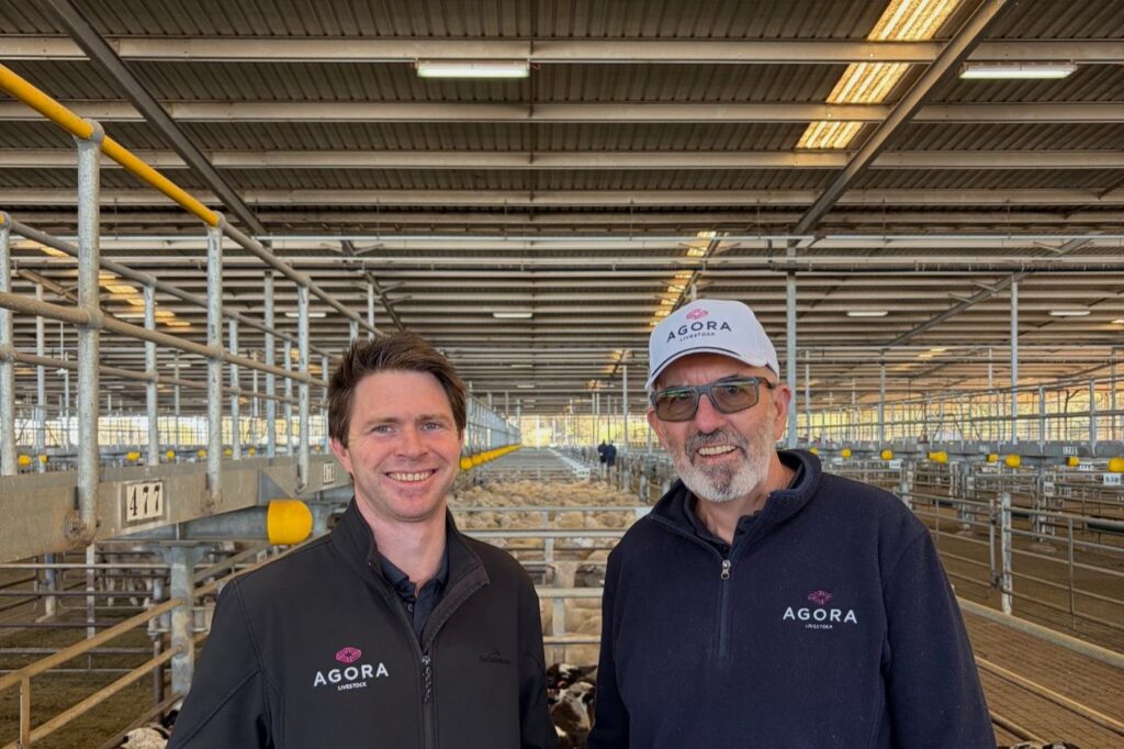 Rob Kelly and Dean Hubbard of Agora Livestock at the yards
