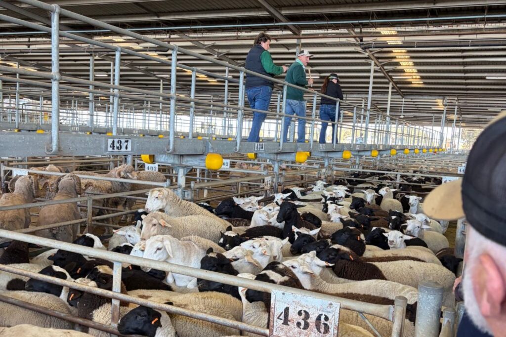 Sheep in saleyard pens ready for sale