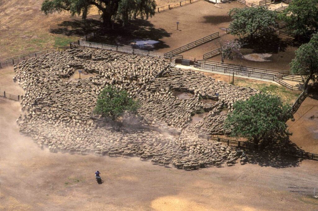 Aerial view of a mob of sheep moving through a paddock