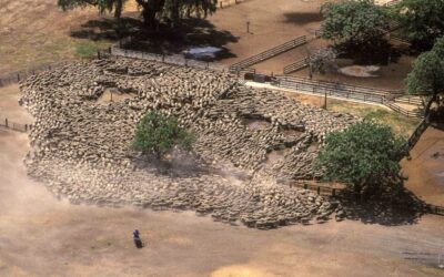 Why Agora matters to the livestock industry
