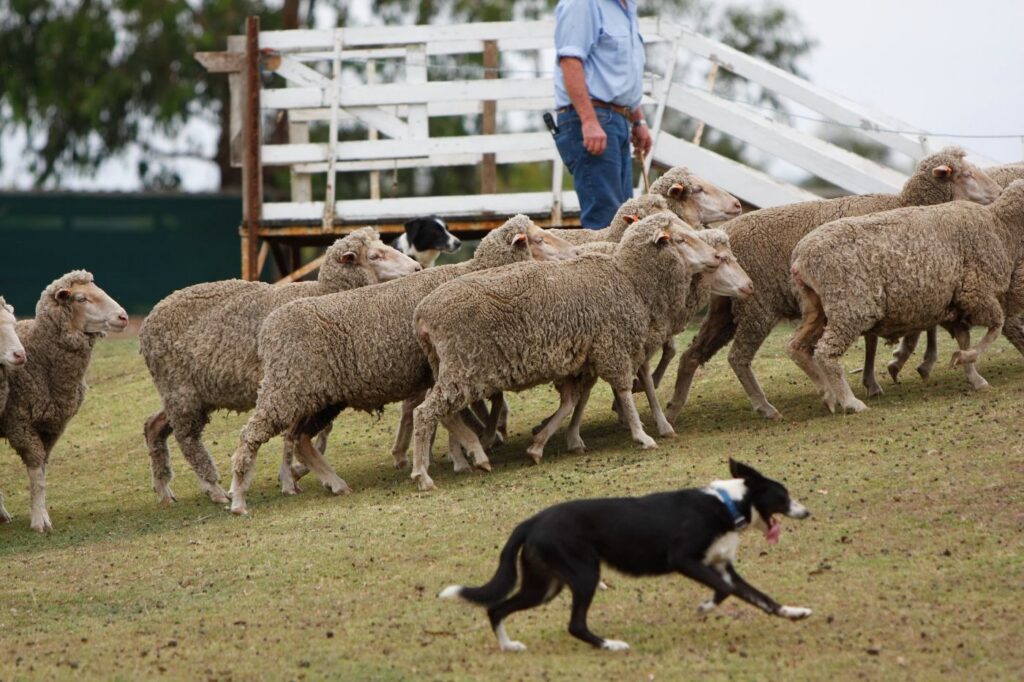 Sheep being mustered across a paddock