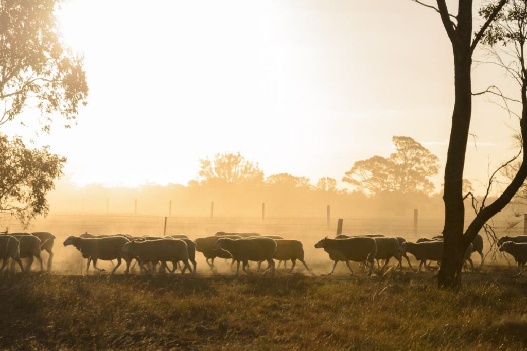 Sheep grazing in a paddock at sunrise